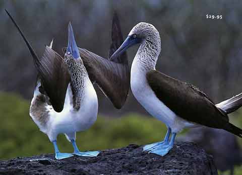 
Blue-footed boobies - Galapagos The Islands That Changed the World book
